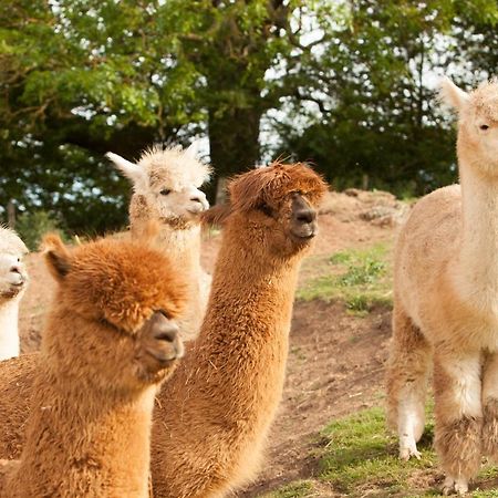 The Llama Hut Kirklevington Exteriér fotografie