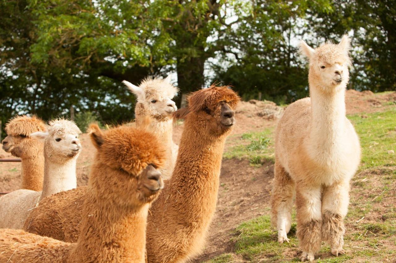 The Llama Hut Kirklevington Exteriér fotografie